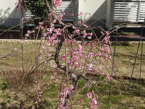 枝垂桜